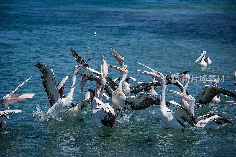 澳大利亚鹈鹕(Pelecanus anisoillatus)